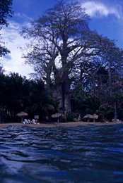 Archipel-des-Comores;-Baobab;-France;-Kaleidos;-Kaleidos-images;-La-parole-à-limage;-Laurent-Abad;-Mayotte;-Mer;-Océan-Indien;-Parasols;-Plage;-Stories-Pictures;-Tourisme;-Transats